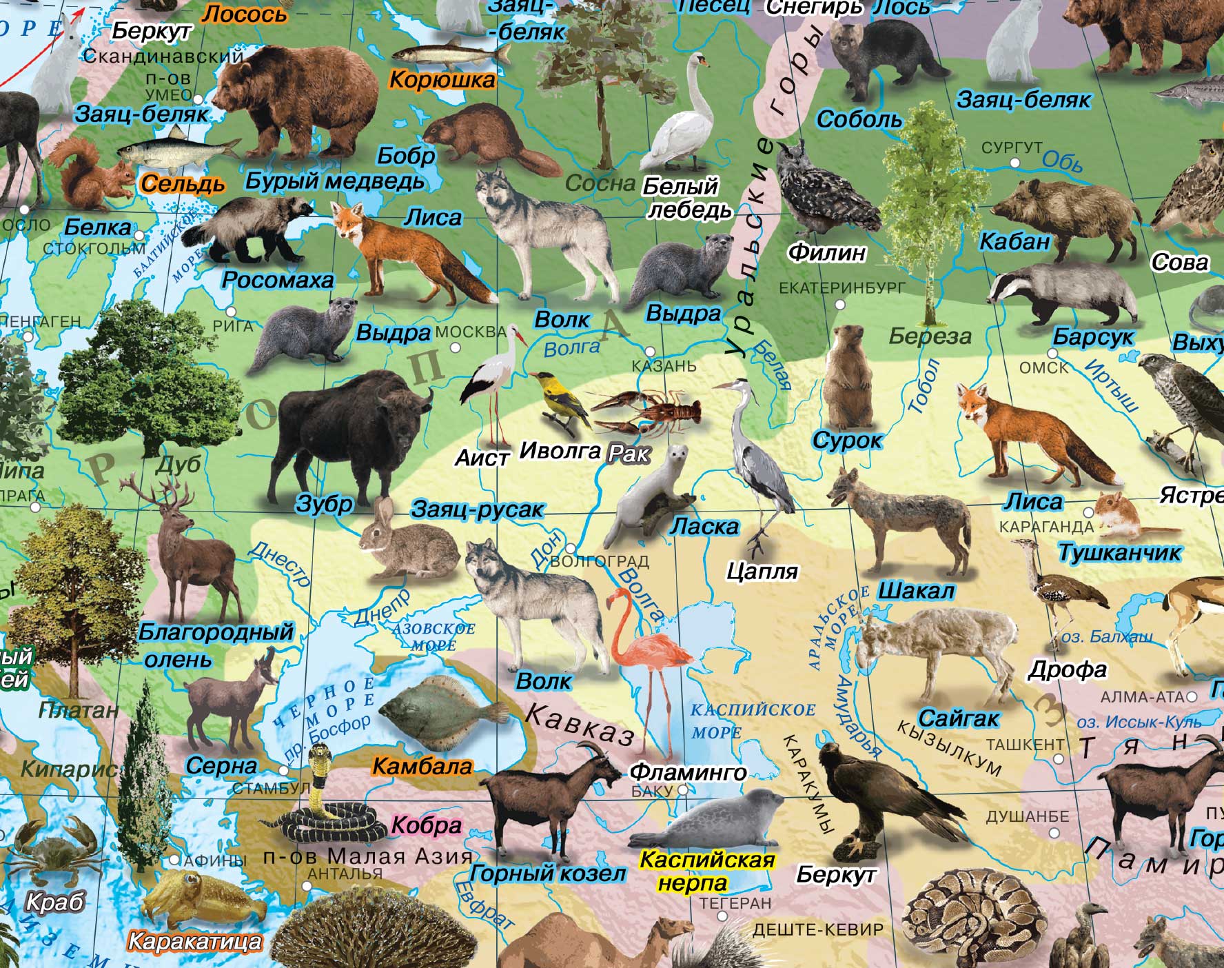 Детские карты: Природные зоны мира-настенная карта /размер 100х70см/ нарейках